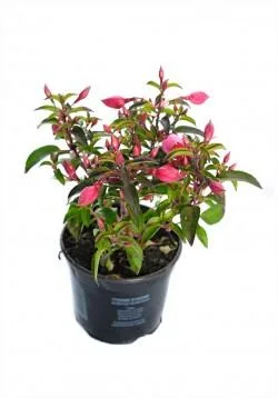 Gardenflor Expert amenajari cu plante decorative Pitesti