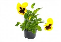 Gardenflor Expert amenajari cu plante decorative Pitesti