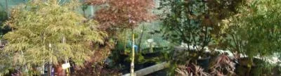 Gardenflor Expert amenajari cu plante decorative Pitesti
