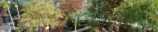 Gardenflor Expert amenajari cu plante decorative Pitesti