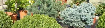 Gardenflor Expert amenajari cu plante decorative Pitesti