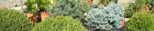 Gardenflor Expert amenajari cu plante decorative Pitesti