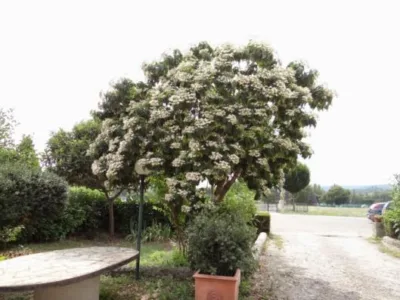 Peisagistica si intretinere completa a gradinilor Sibiu