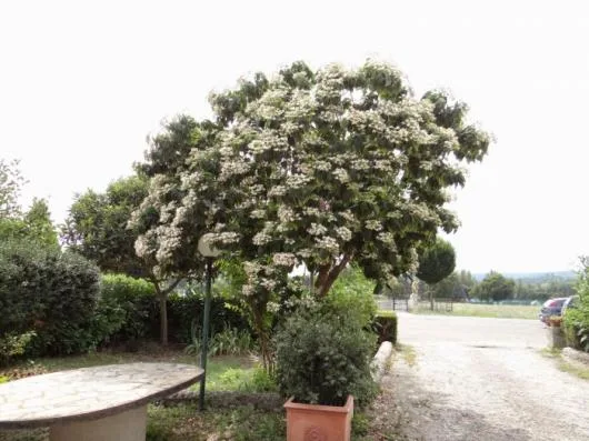 Peisagistica si intretinere completa a gradinilor Sibiu