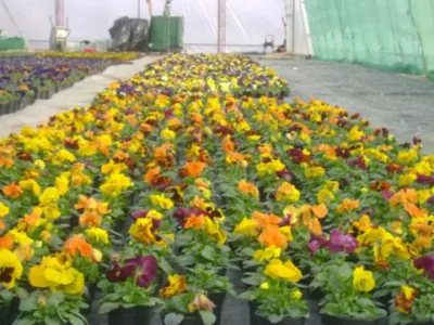 Alba Iulia - Producator de plante floricole si arbusti ornamentali