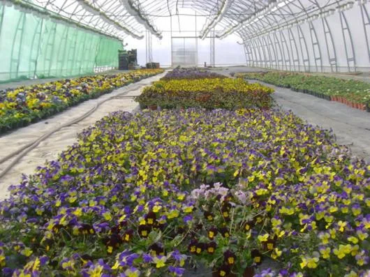 Alba Iulia - Producator de plante floricole si arbusti ornamentali