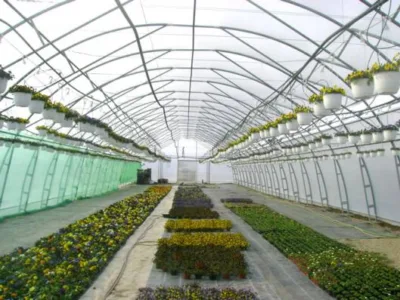 Alba Iulia - Producator de plante floricole si arbusti ornamentali