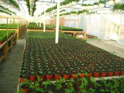 Alba Iulia - Producator de plante floricole si arbusti ornamentali