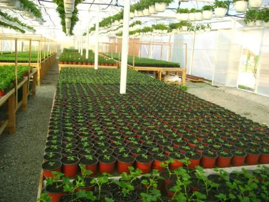 Alba Iulia - Producator de plante floricole si arbusti ornamentali