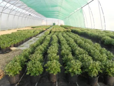 Alba Iulia - Producator de plante floricole si arbusti ornamentali