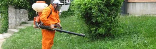 Dezinsectie - dezinfectie Bucuresti si Ilfov