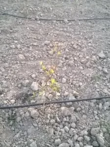 Intretinere si Amenajare Spatii Verzi si Gradini Oradea
