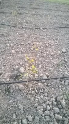 Intretinere si Amenajare Spatii Verzi si Gradini Oradea