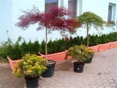 Amenajari si intretineri spatii verzi Bucuresti