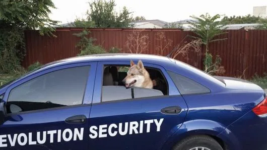 Servicii complete de securitate Bucuresti