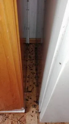 Dezinfectie - deratizare Timisoara