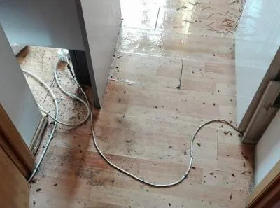 Dezinfectie - deratizare Timisoara