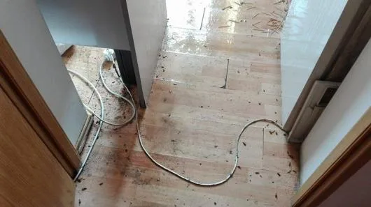 Dezinfectie - deratizare Timisoara