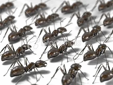 Servicii de dezinsectie - dezinfectie - deratizare Brasov