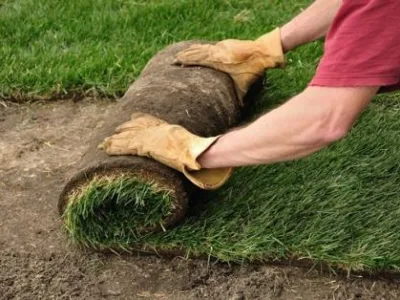 Voluntari / Ilfov - Intretinere gradini si plante