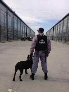 Agentie Paza si Protectie Bucuresti