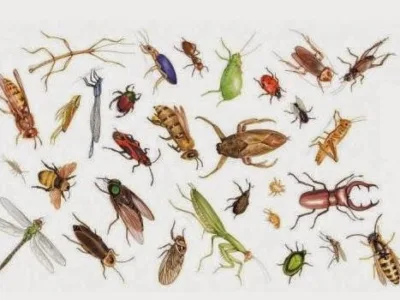 Deratizare - dezinfectie - dezinsectie - Bucuresti si Ilfov