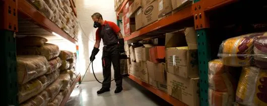 Deratizare - dezinsectie si dezinfectie Bucuresti