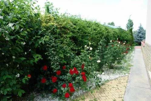 Cluj -Napoca - Amenajari spatii verzi