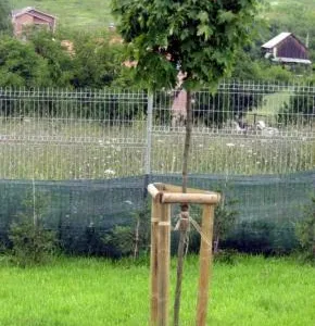 Cluj -Napoca - Amenajari spatii verzi