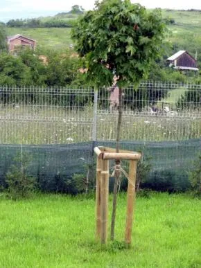 Cluj -Napoca - Amenajari spatii verzi