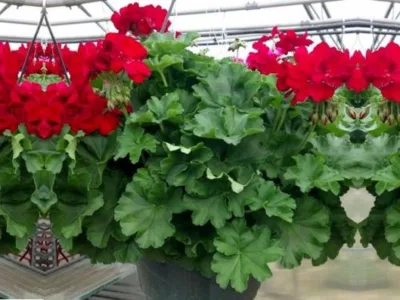 Flora Service Servicii gradinarit Neamt
