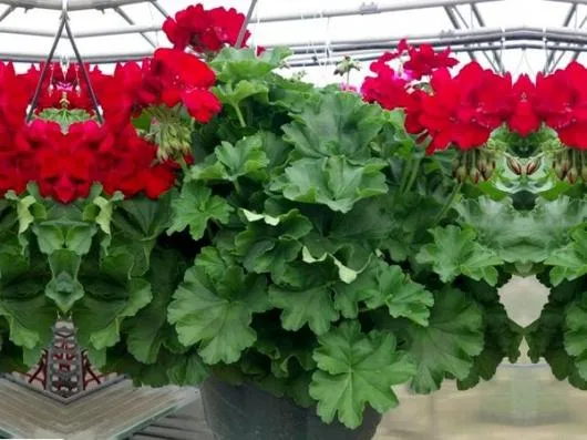 Flora Service Servicii gradinarit Neamt