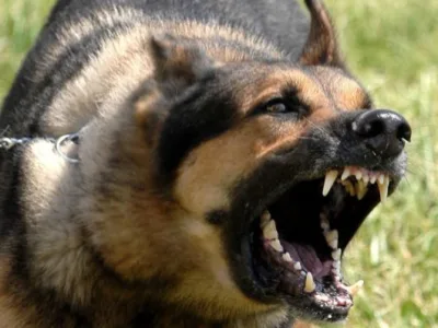 Orion Security paza si protectie Bucuresti