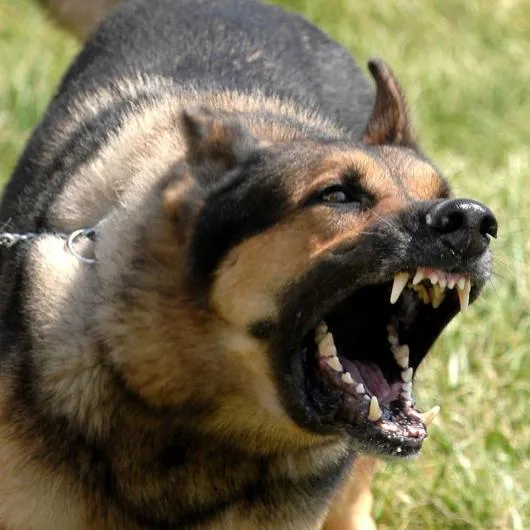 Orion Security paza si protectie Bucuresti