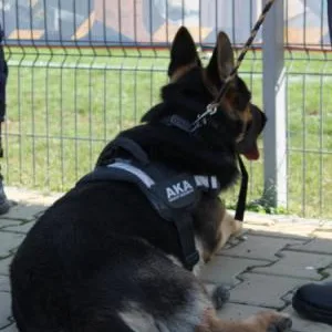 Agentie Paza si Protectie Otopeni - Ilfov