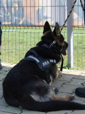 Agentie Paza si Protectie Otopeni - Ilfov