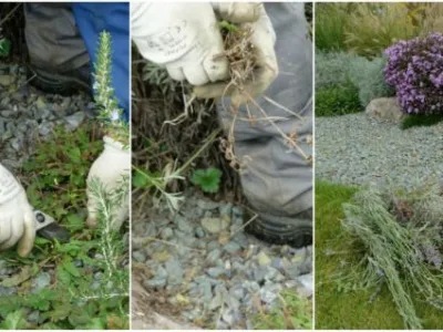 Natural Design amenajari gradini si spatii verzi in Bucuresti si in tara