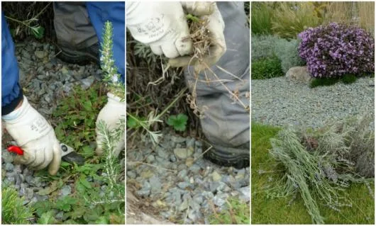 Natural Design amenajari gradini si spatii verzi in Bucuresti si in tara