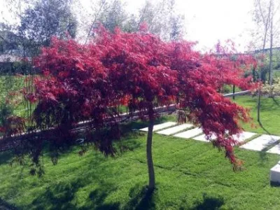 Slobozia / Ialomita - Amenajari gradini,iazuri