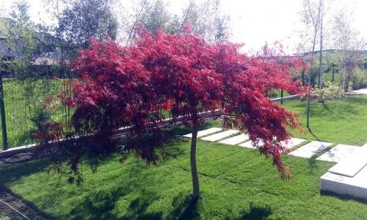 Slobozia / Ialomita - Amenajari gradini,iazuri