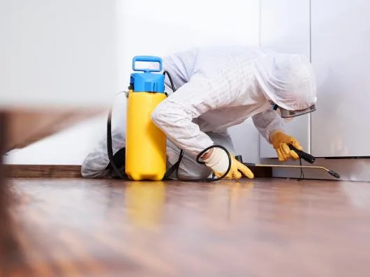 Conex Clean Servicii profesionale de curatenie si DDD Bucuresti