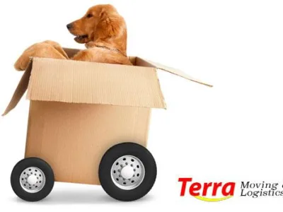 Servicii mutari national si international - Bucuresti