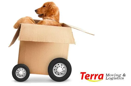 Servicii mutari national si international - Bucuresti