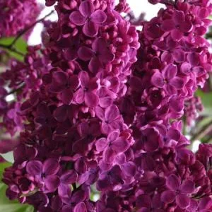 Timisoara - Furnizare de plante ornamentale