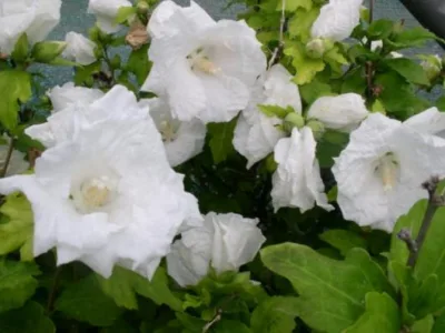 Timisoara - Furnizare de plante ornamentale