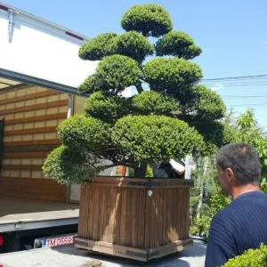 Timisoara - Furnizare de plante ornamentale