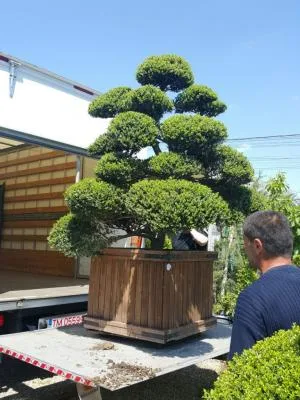 Timisoara - Furnizare de plante ornamentale