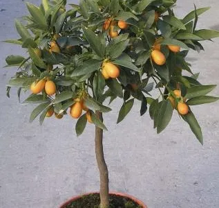 Timisoara - Furnizare de plante ornamentale