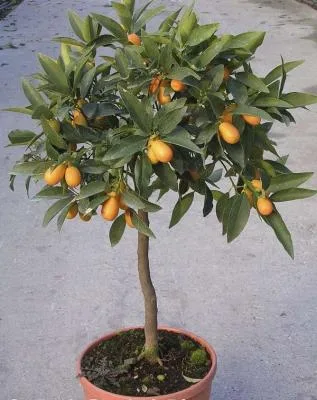 Timisoara - Furnizare de plante ornamentale