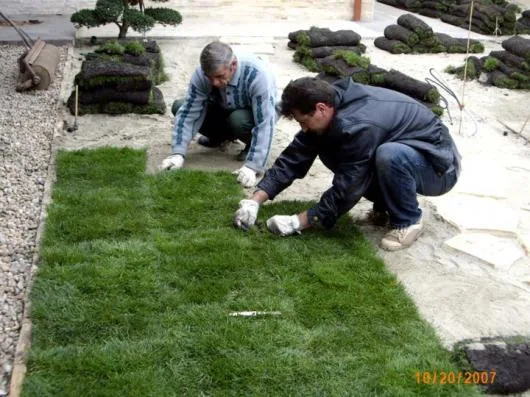 Targoviste - Plante - arbori si arbusti ornamentali
